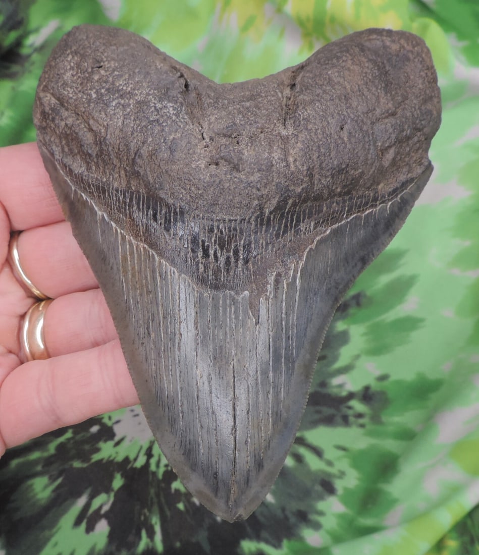 Megalodon Sharks Tooth 4 7/8" inch fossil sharks teeth tooth: Megalodon Sharks Tooth 4 7/8" inch fossil sharks teeth tooth