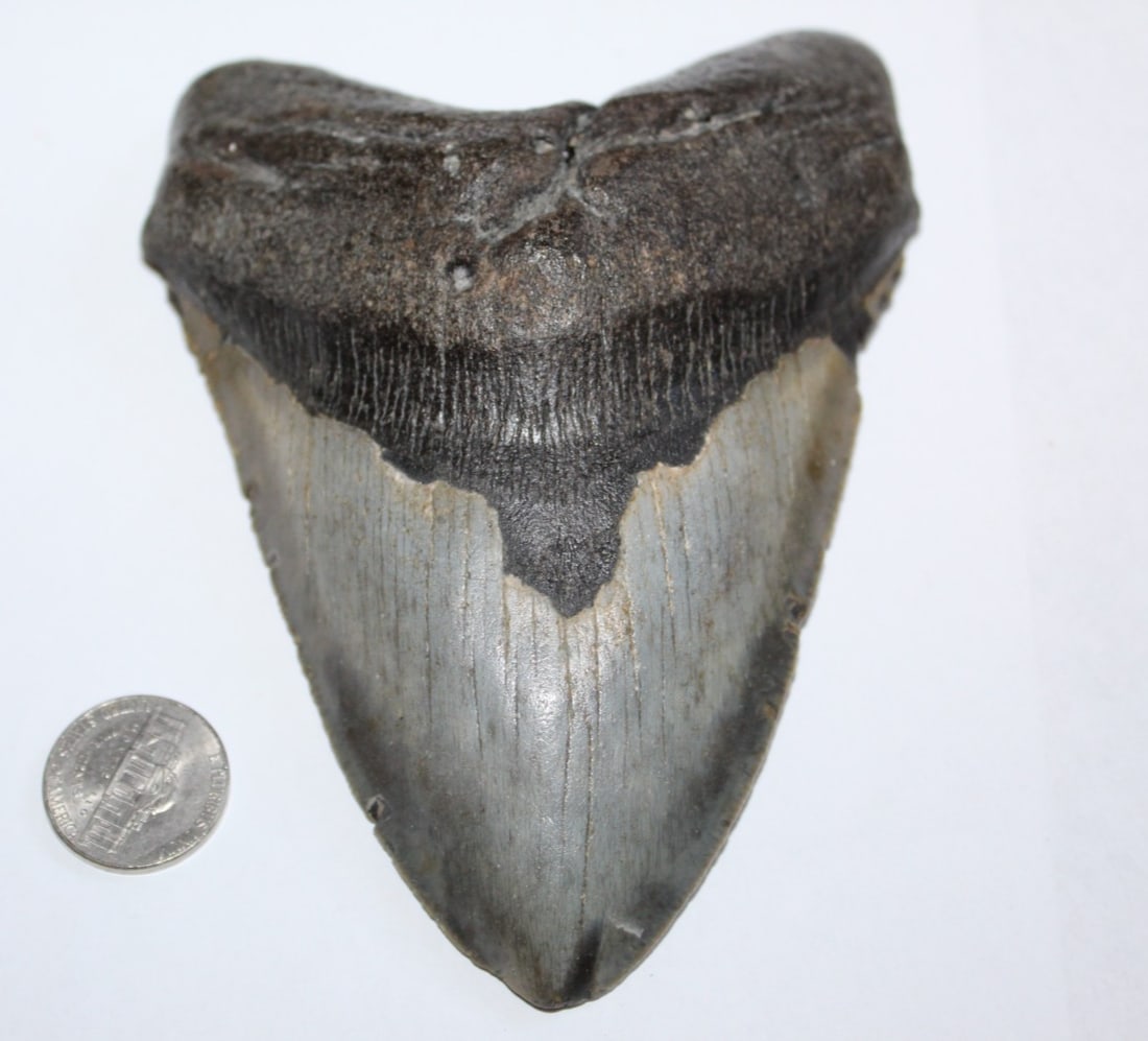 MEGALODON Shark Tooth Fossil NO Repair Natural 5.30" HUGE BEAUTIFUL TOOTH: MEGALODON Shark Tooth Fossil NO Repair Natural 5.30" HUGE BEAUTIFUL TOOTH