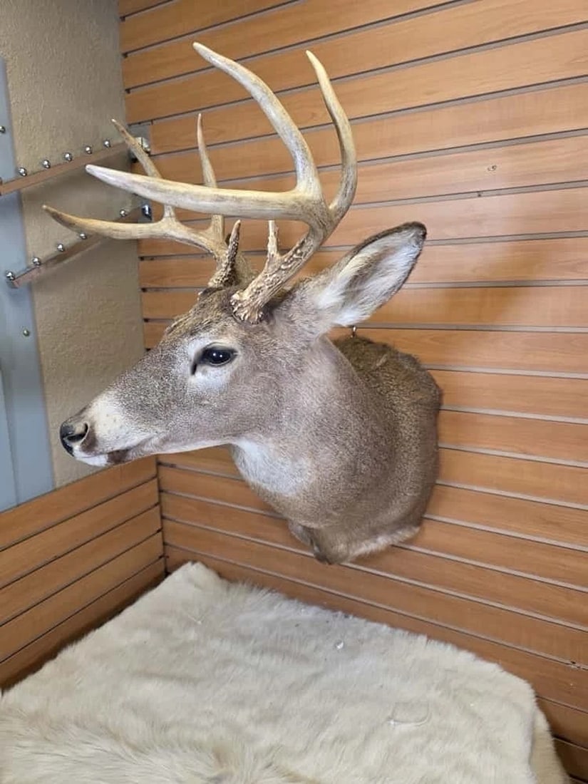 Whitetail Deer Real Antler Deer Taxidermy Mount (1 of 5)