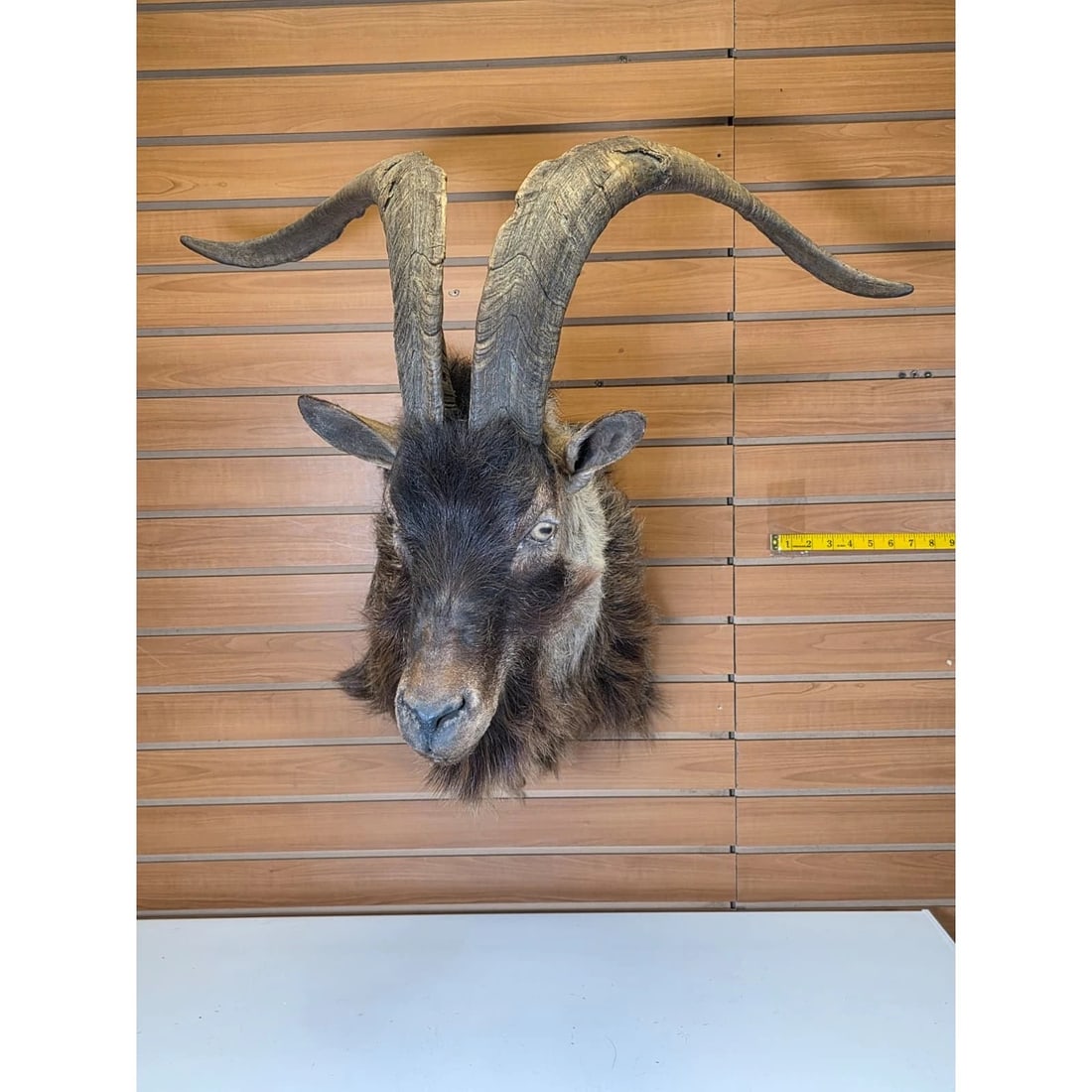 Ibex Goat Head Taxidermy Mount (1 of 4)