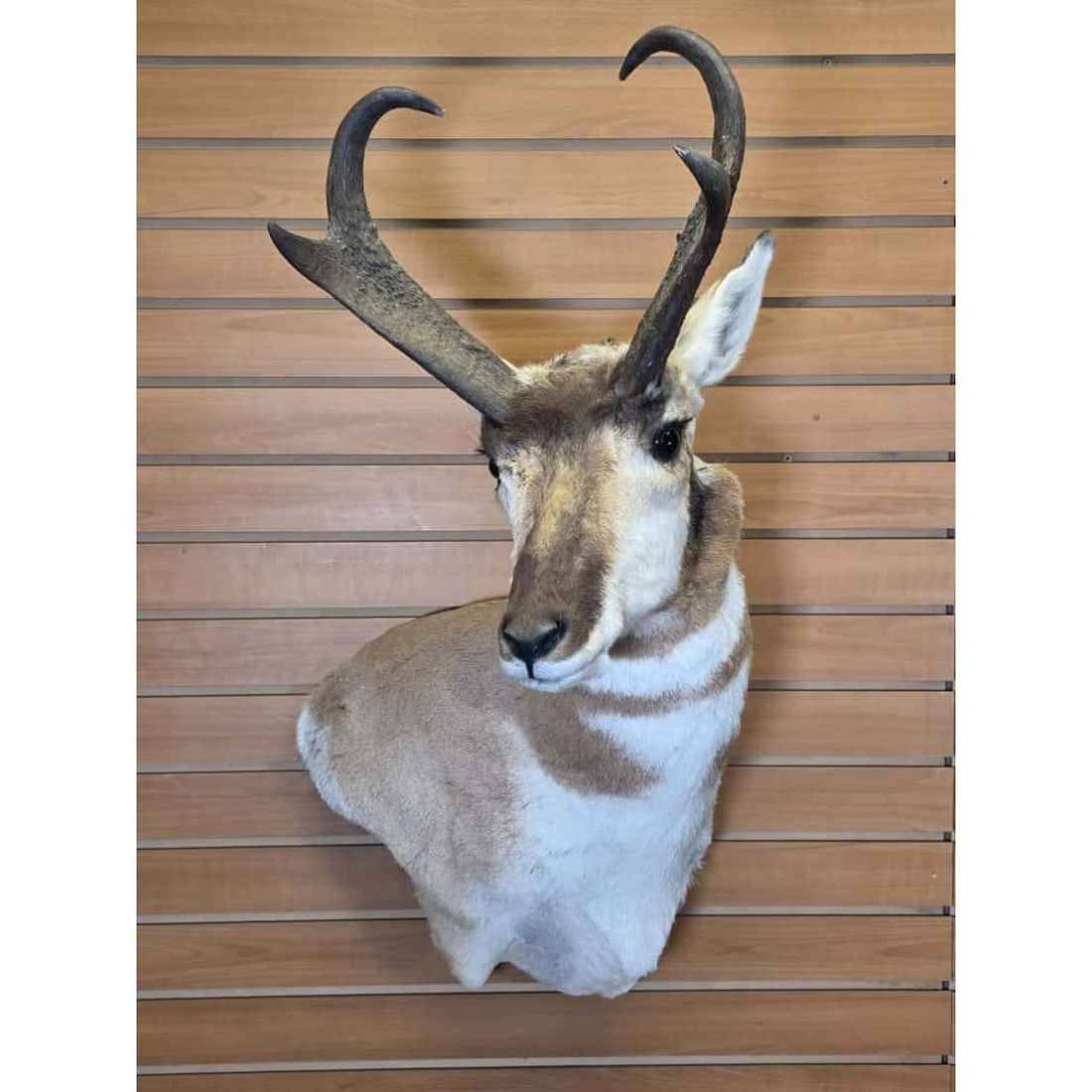 Pronghorn Antelope Shoulder Mount Taxidermy (1 of 3)