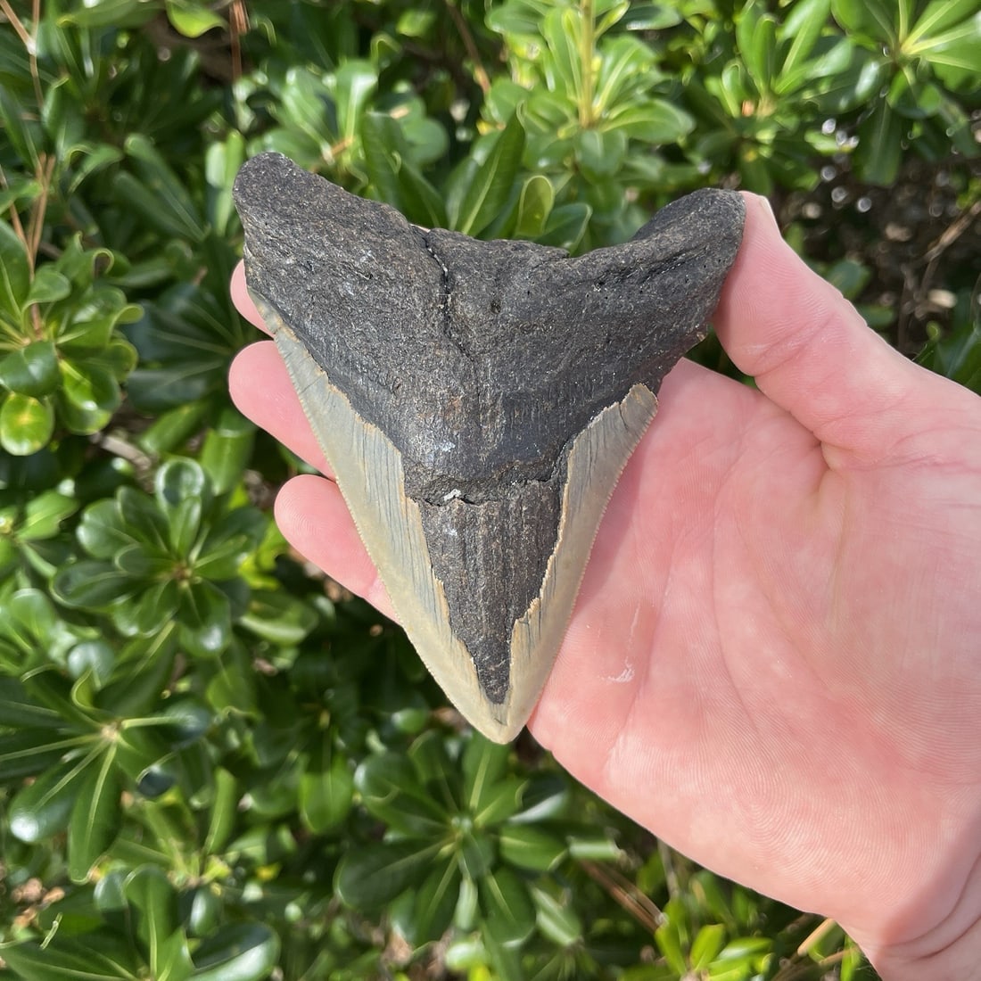 MEGALODON SHARK TOOTH Real Fossil - 5.0”: MEGALODON SHARK TOOTH Real Fossil - 5.0”