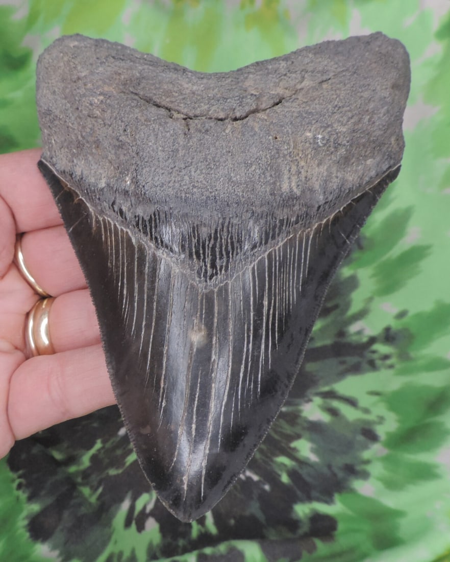 Megalodon Sharks Tooth 5 1/8" inch VERY NICE NO RESTORATIONS fossil sharks teeth: Megalodon Sharks Tooth 5 1/8" inch VERY NICE NO RESTORATIONS fossil sharks teeth