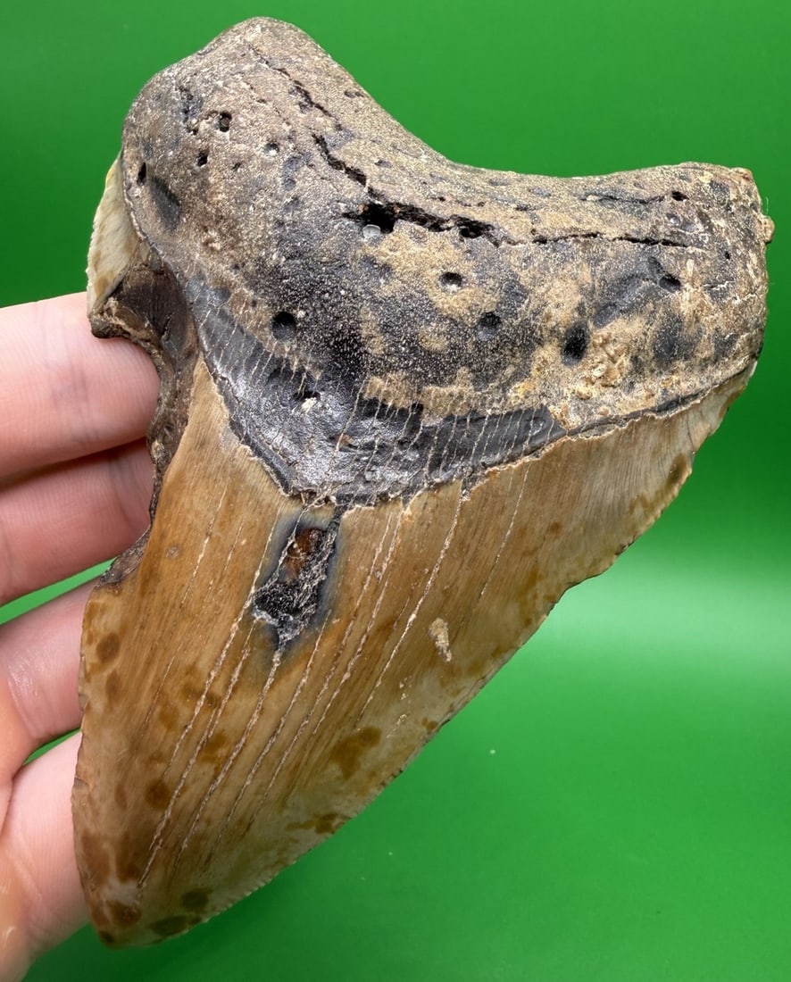 Real Authentic 4.5” Megalodon Shark Tooth Fossil North Carolina: Real Authentic 4.5” Megalodon Shark Tooth Fossil North Carolina