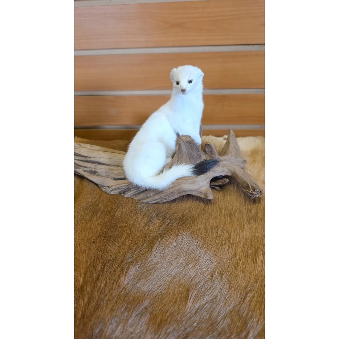 Beautiful Adorable Weasel Ermine Small Animal Taxidermy (1 of 4)