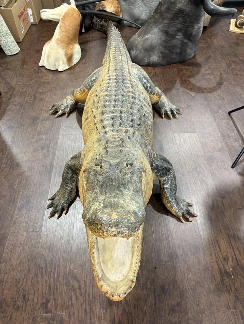 American Alligator Full Body Taxidermy, 12’ long (1 of 9)