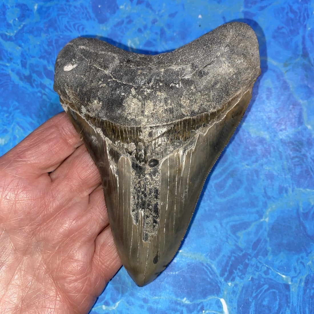 MEGALODON Shark Tooth Fossil NO Repair Natural 5.30" HUGE BEAUTIFUL TOOTH: MEGALODON Shark Tooth Fossil NO Repair Natural 5.30" HUGE BEAUTIFUL TOOTH