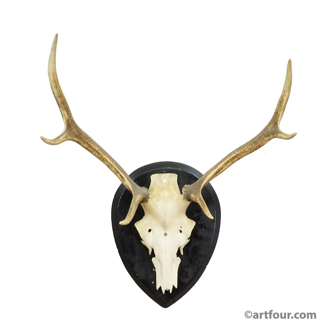 Large Black Forest Antique Deer Trophy on Wooden Plaque, Germany 1900s: Condition: Used,Animal Type: Large Animal,Type: Horns & Antlers,Animal Species: Deer,Country of Origin: GermanyA large 6 pointer antique red deer (Cervus elaphus) trophy on a wooden plaque with black