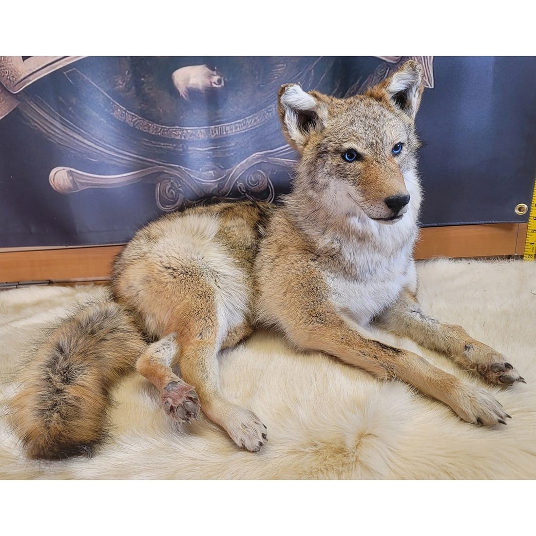 Coyote Taxidermy Mount (1 of 4)
