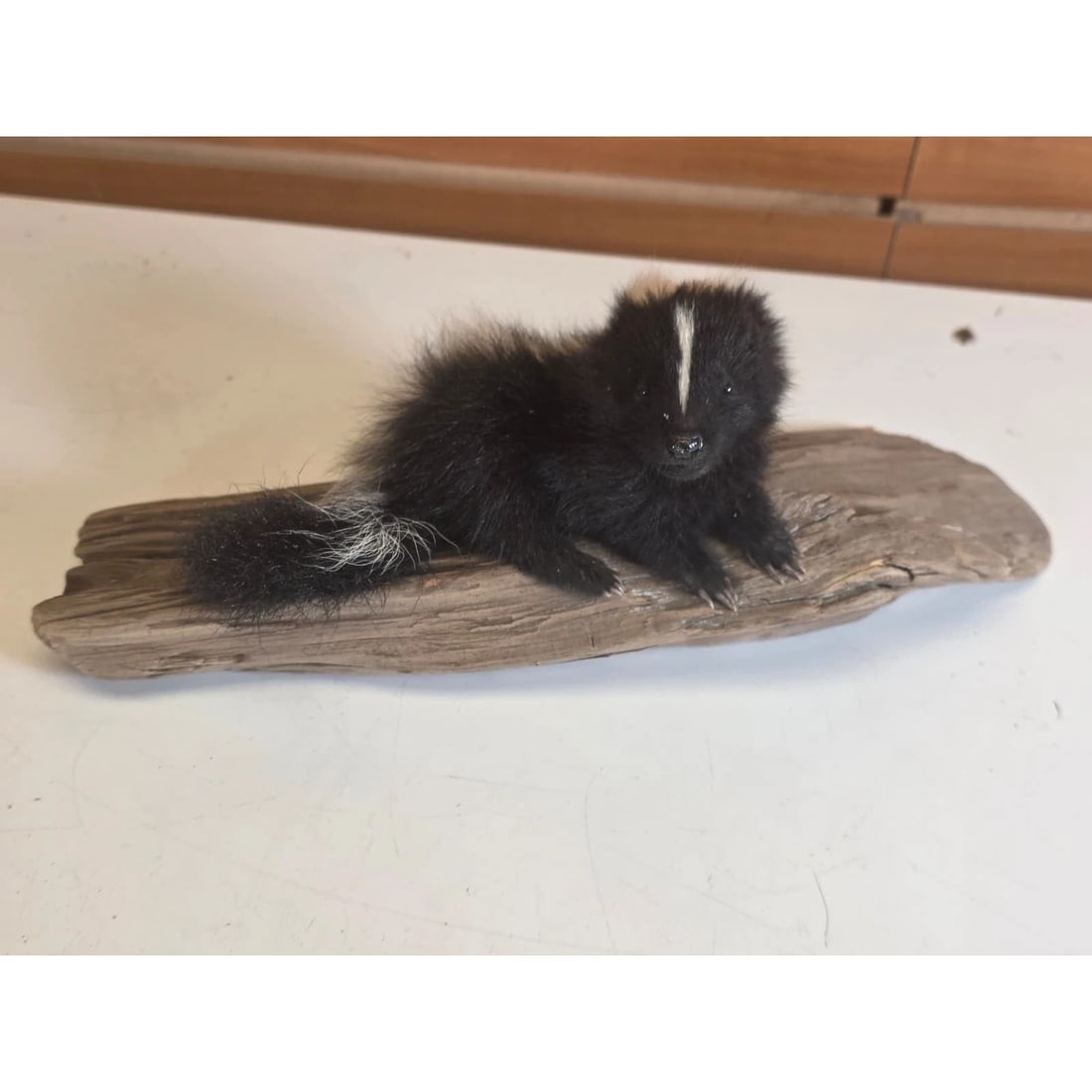 baby skunk taxidermy mount (1 of 3)
