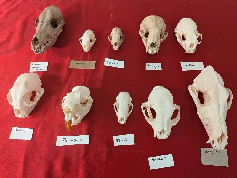 FHPAT1228- Lot Of 10 Premium Skulls Professionally Cleaned (1 of 2)