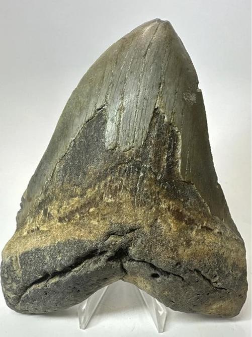 6" LONG REAL MEGALODON SHARK TOOTH CERTIFIED FOSSIL: Condition: Used,Country of Origin: United States,Species: Carcharodon megalodon,Origin: North Carolina, USA,Featured Refinements: Shark Tooth,Modified Item: No,Period: Miocene