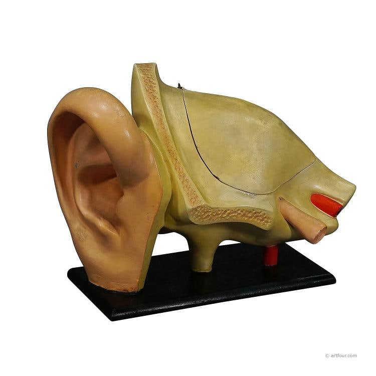 Antique Teaching Aid Modell of an Ear - Somso ca. 1900 (1 of 5)