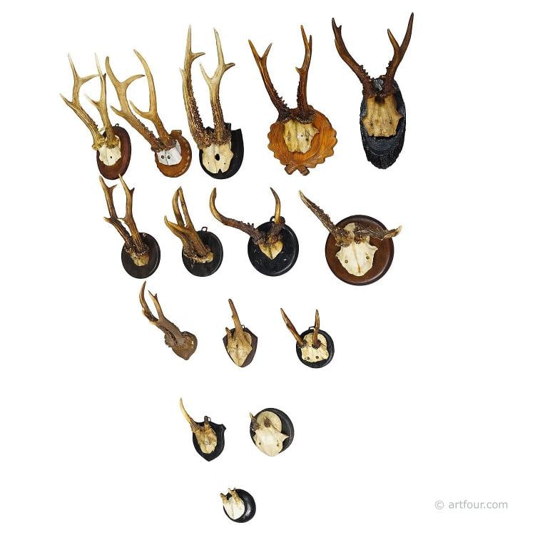 Set of Fifteen Black Forest Roe Deer Trophies on Wooden Plaques - Germany (1 of 10)