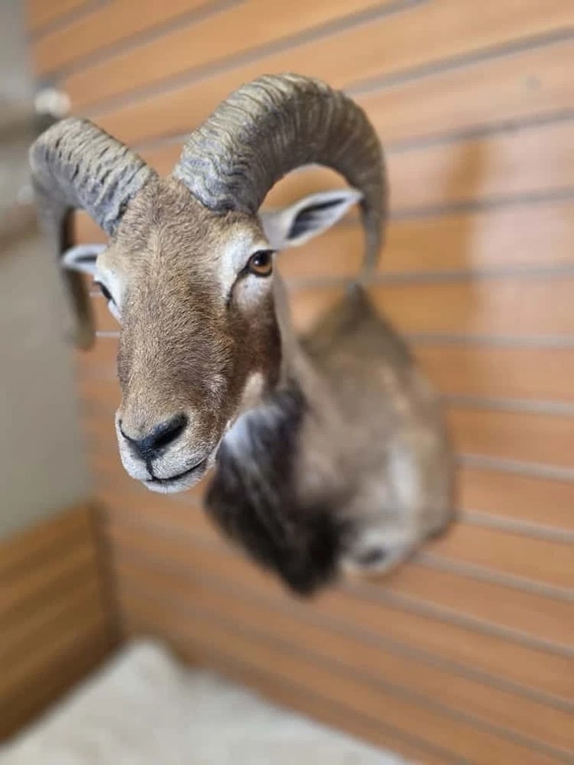 Mouflon Ram taxidermy shoulder mount (1 of 6)