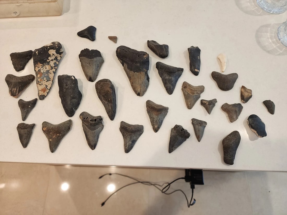Lot of 25+ ~ Megalodon Sharks Teeth Fossil (1 of 12)
