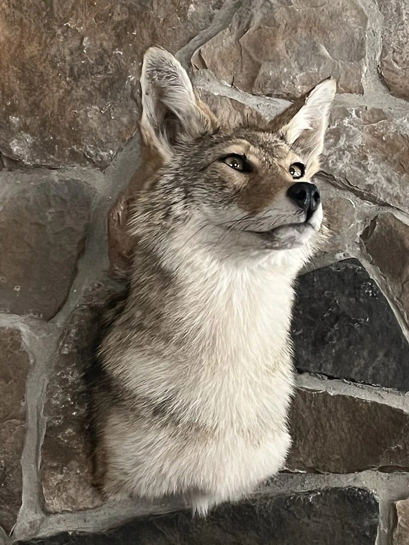 Coyote Shoulder Museum Quality mount Taxidermy (1 of 4)