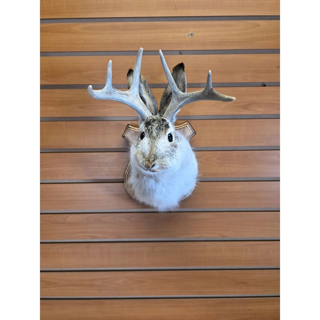 Jackalope Head Taxidermy Mount: Jackalope Head Taxidermy Mount
