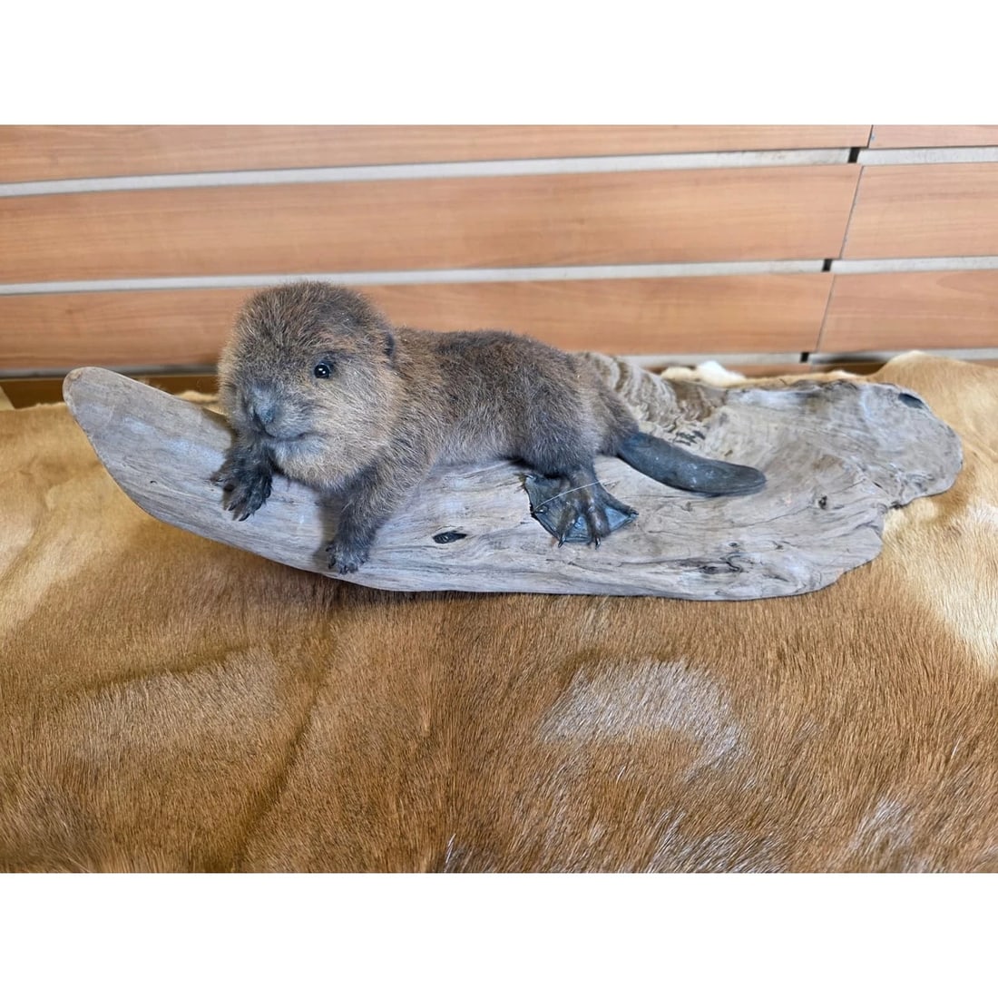 Baby Beaver Taxidermy Mount (1 of 4)