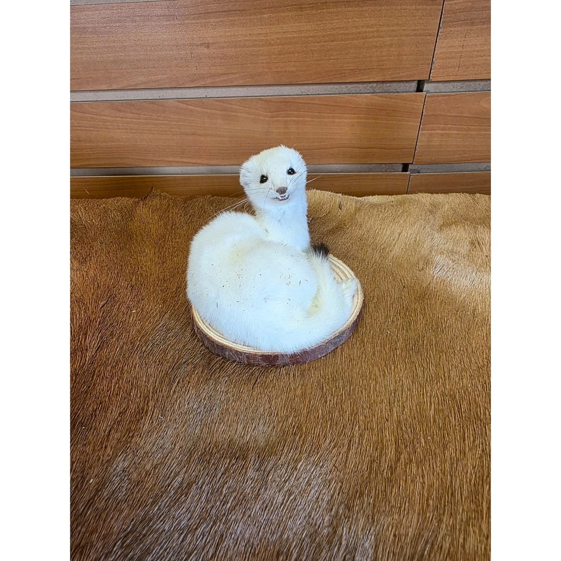 Beautiful Adorable Weasel Ermine Small Animal Taxidermy: Beautiful Adorable Weasel Ermine Small Animal Taxidermy