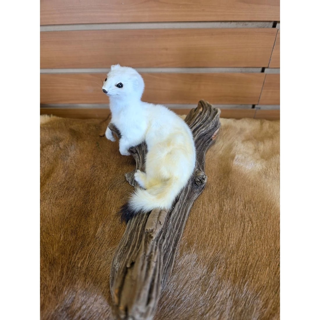 Beautiful Adorable Weasel Ermine Small Animal Taxidermy (1 of 4)