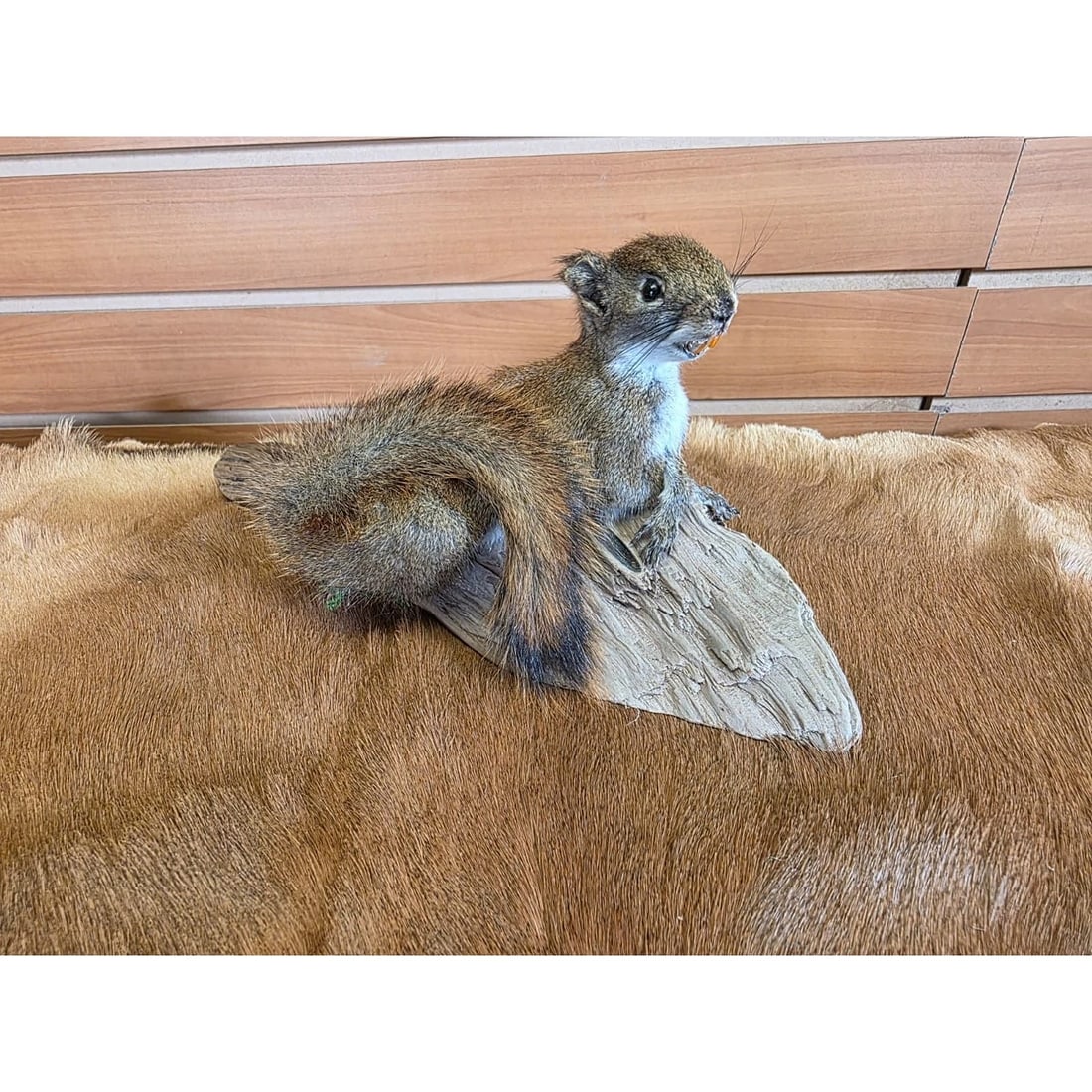 American Red Squirrel Taxidermy Mount (1 of 5)
