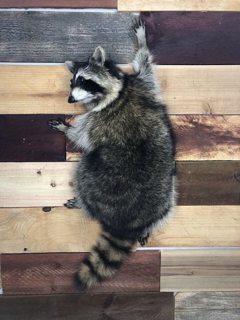 Raccoon Taxidermy Mount Fox Badger Coyote Bobcat Skunk Squirrel Shoulder Mount (1 of 3)