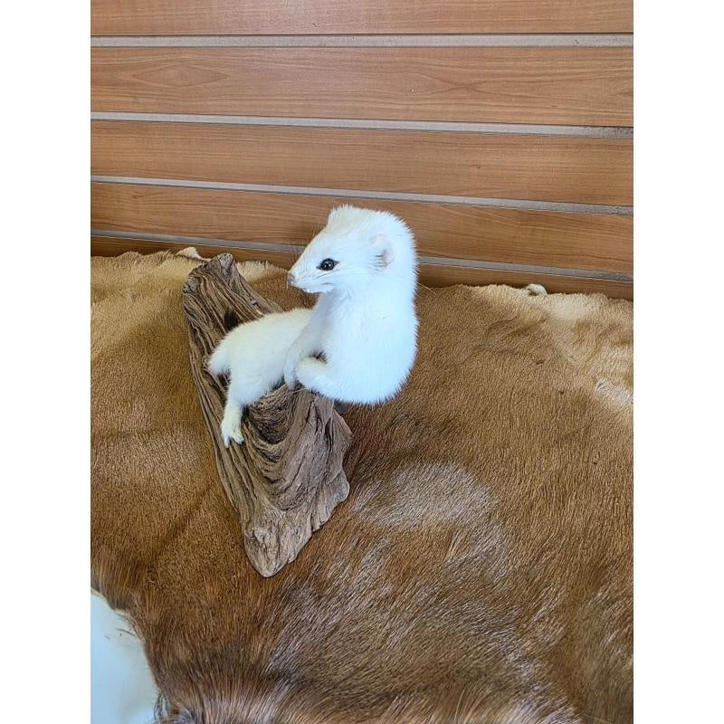 Beautiful Adorable Weasel Ermine Small Animal Taxidermy - 2