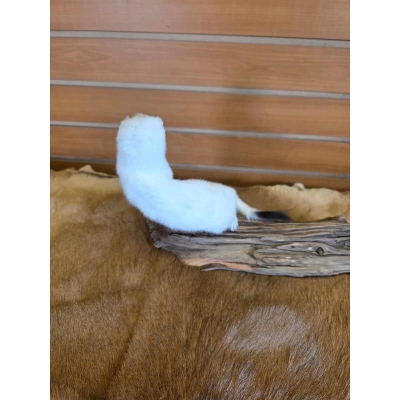 Beautiful Adorable Weasel Ermine Small Animal Taxidermy - 3