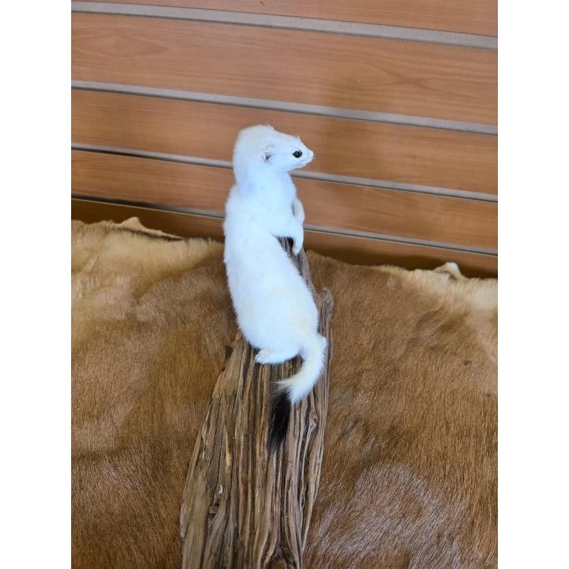 Beautiful Adorable Weasel Ermine Small Animal Taxidermy - 4