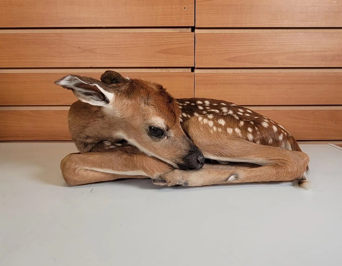 Fawn Lifesize Taxidermy Mount: Measuring 14×10×6 inches. Condition: New with tags: A brand-new, unused, and unworn item (including handmade items) in the original packaging (such as the original box or bag) and/or with the