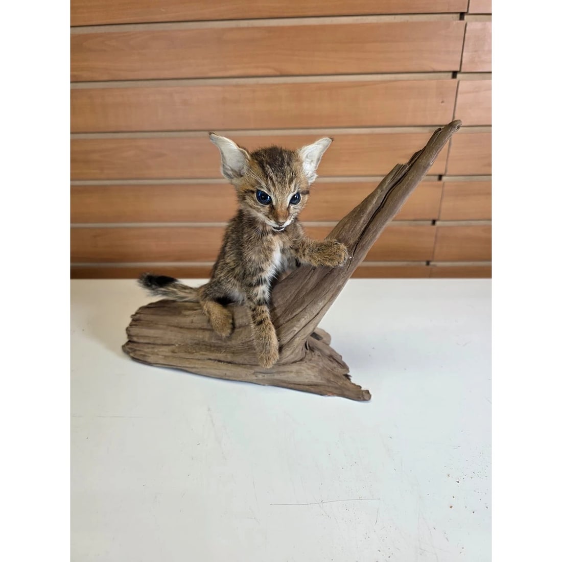 Savannah Cat Taxidermy Mount (1 of 5)