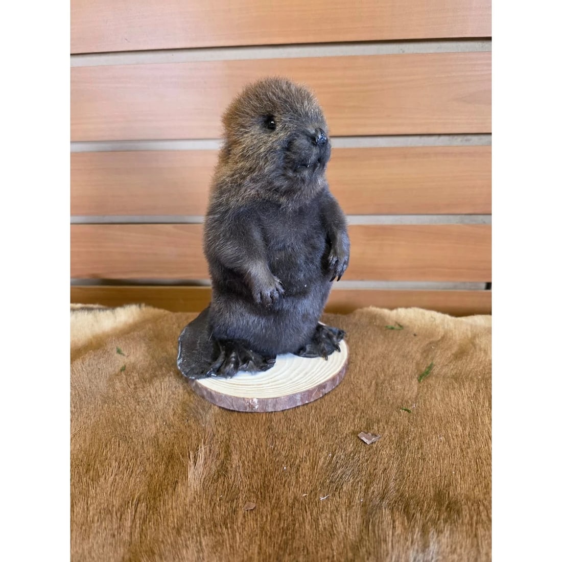 Baby Beaver Taxidermy Mount (1 of 3)