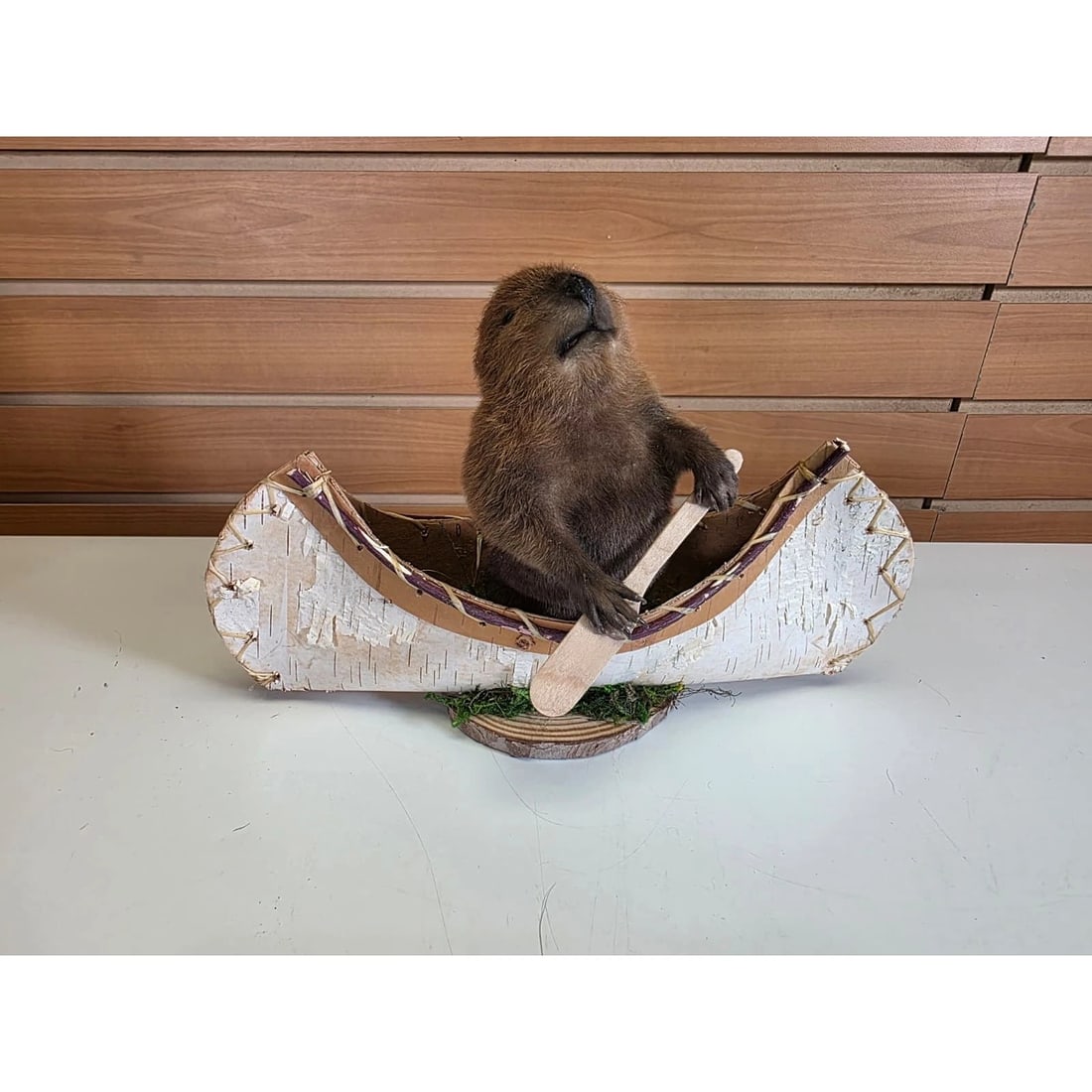 Muskrat Taxidermy Mount (1 of 4)