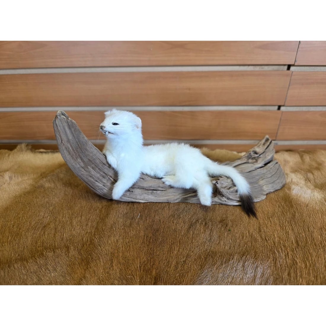 Beautiful Adorable Weasel Ermine Small Animal Taxidermy: Beautiful Adorable Weasel Ermine Small Animal Taxidermy