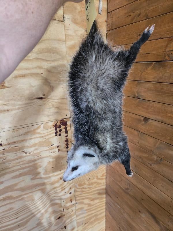 Hanging Opossum Full Body Taxidermy Mount: Hanging Opossum Full Body Taxidermy Mount 