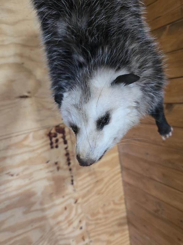 Hanging Opossum Full Body Taxidermy Mount - 2