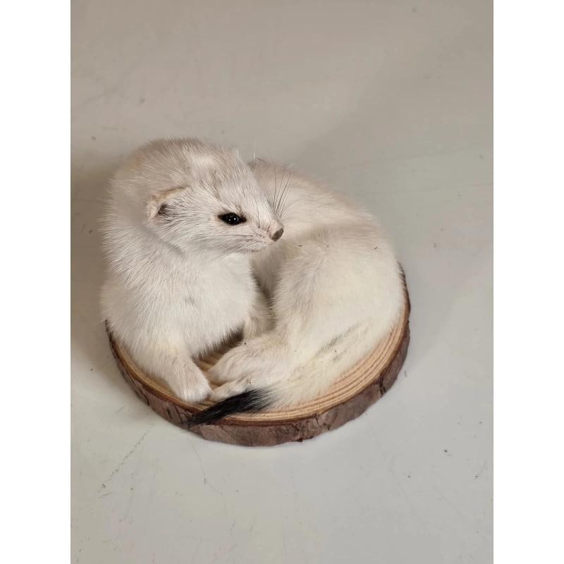 Beautiful Adorable Weasel Ermine Small Animal Taxidermy: Beautiful Adorable Weasel Ermine Small Animal Taxidermy