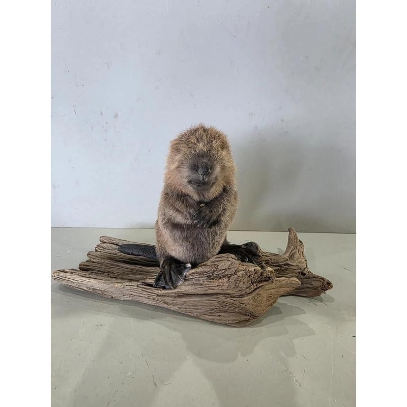 Baby Beaver Taxidermy Mount Ã¢â¬â Lifelike Woodland Display (1 of 4)