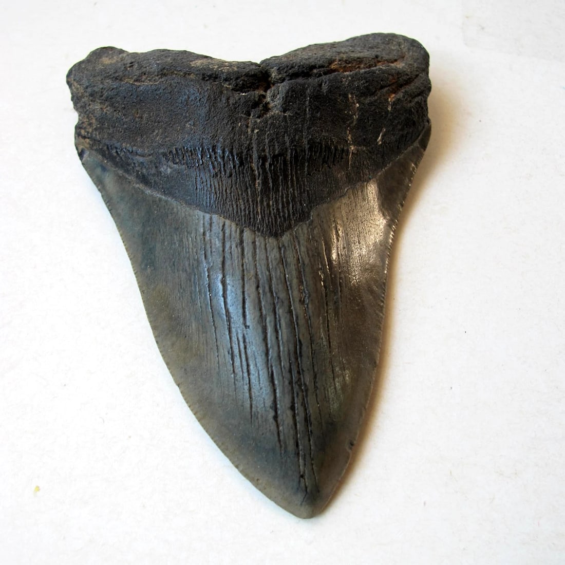MEGALODON SHARK TOOTH FOSSIL ~(5.25") (1 of 5)