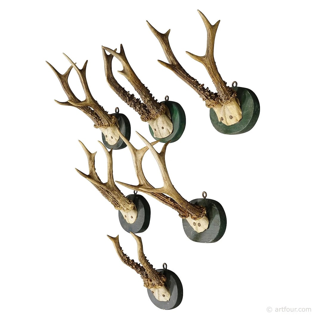 Six Antique Black Forest Deer Trophies on Wooden Plaques Germany 1880s: Condition: Used,Animal Type: Large Animal,Type: Horns & Antlers,Animal Species: Deer,Country of Origin: GermanyA set of six antique Black Forest roe deer (Capreolus capreolus) trophies mounted on turn