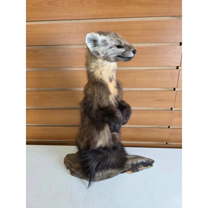 Taxidermy Marten full body mount: Taxidermy Marten full body mount