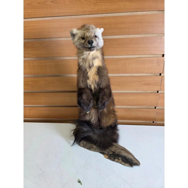 Taxidermy Marten full body mount - 2