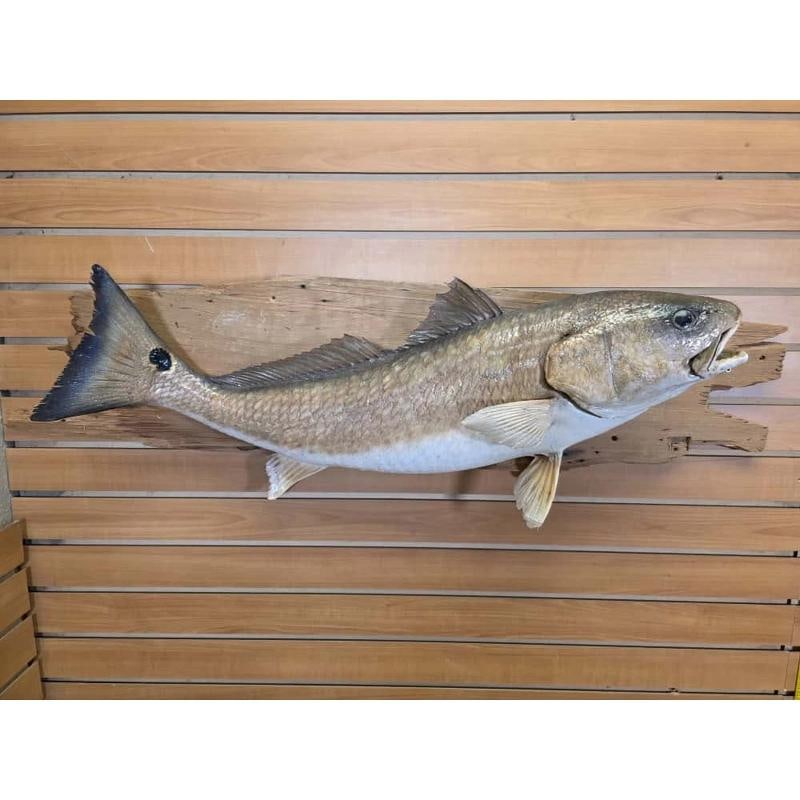 33" Red Fish Real Skin Fish Taxidermy: 33" Red Fish Real Skin Fish Taxidermy 
