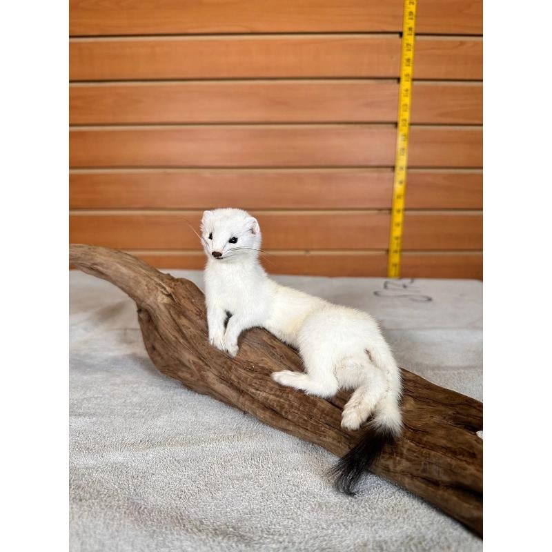 Beautiful Adorable Weasel Ermine Small Animal Taxidermy: Beautiful Adorable Weasel Ermine Small Animal Taxidermy 