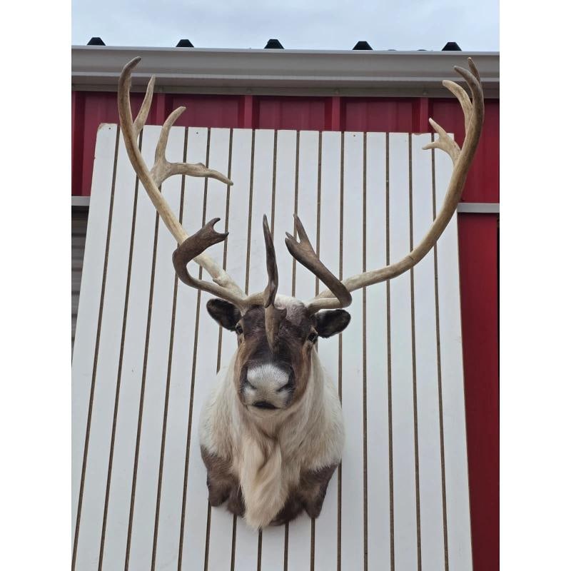 Caribou Taxidermy Shoulder Mount Majestic Display (1 of 6)
