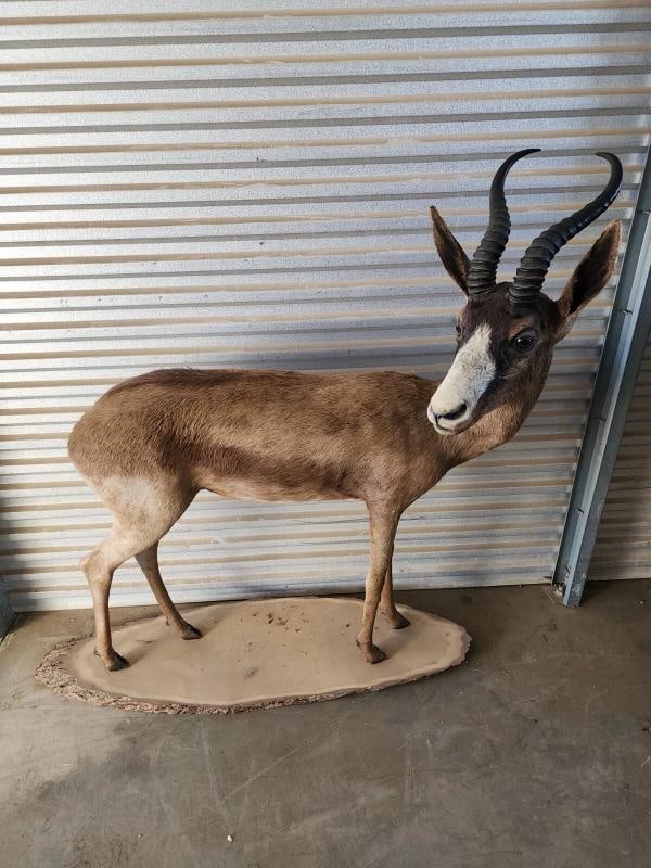 Black springbok Taxidermy Full Body Mount (1 of 5)