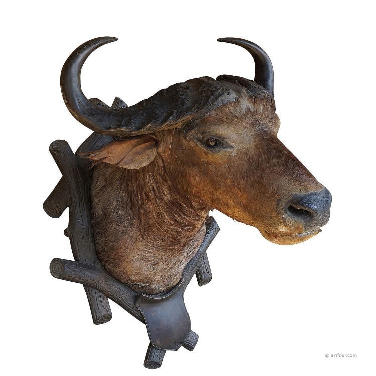 Large Antique Taxidermy of a Water Buffalo, Austria ca. 1900 (1 of 9)