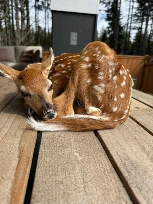 Fawn Lifesize Taxidermy Mount (1 of 7)