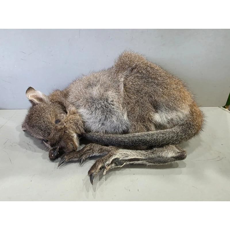 Baby Wallaby/Kangaroo Taxidermy Ã¢â‚¬â€œLifelike Display (1 of 5)